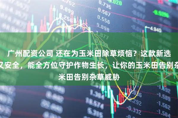 广州配资公司 还在为玉米田除草烦恼？这款新选择高效又安全，能全方位守护作物生长，让你的玉米田告别杂草威胁